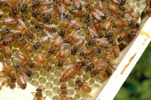 کشف جدید دانشمندان: صدای مکالمات زنبورهای ملکه ضبط و ترجمه شد