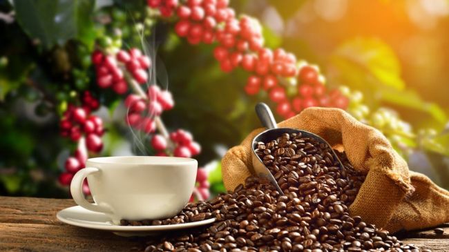 چقدر درباره قهوه می دانید؟ پاسخی جامع به تمام حواشی مصرف قهوه