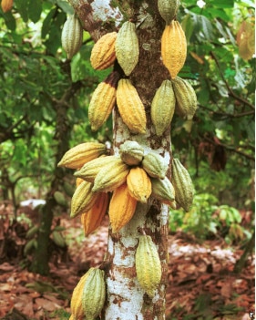 هر میوه کاکائو بین 25 تا 45 دانه روغنی دارد